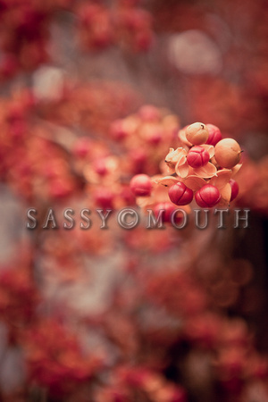 Autumn Leaves Photo Print by Marisa Balletti-Lavoie