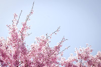 Cherry Blossoms Spring Flowers Photo Print by Marisa Balletti-Lavoie