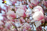 Magnolia Spring Flowers Photo Print by Marisa Balletti-Lavoie