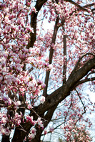Magnolia Spring Flowers Photo Print by Marisa Balletti-Lavoie