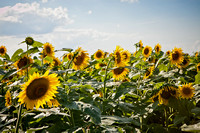 Sunflowers Photo Print by Marisa Balletti-Lavoie