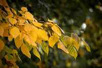 Autumn Leaves Photo Print by Marisa Balletti-Lavoie