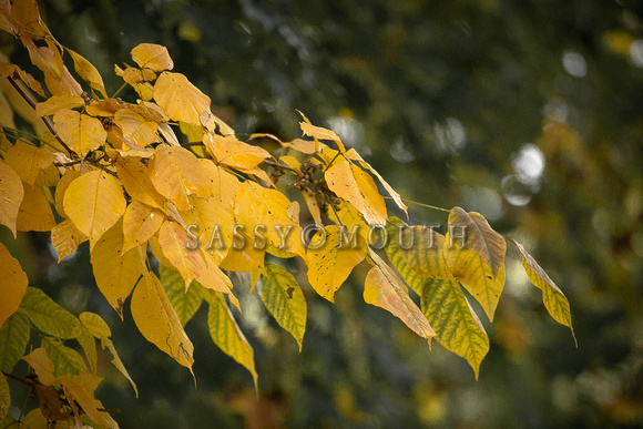 Autumn Leaves Photo Print by Marisa Balletti-Lavoie
