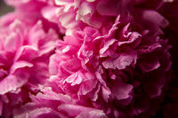 Peonies Photo Print by Marisa Balletti-Lavoie