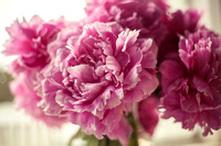 Peonies Photo Print by Marisa Balletti-Lavoie