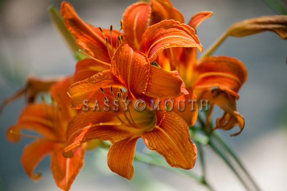 Tigerlilies Day Lillies Photo Print by Marisa Balletti-Lavoie