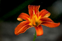 Tigerlilies Day Lillies Photo Print by Marisa Balletti-Lavoie