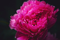 Peonies Photo Print by Marisa Balletti-Lavoie