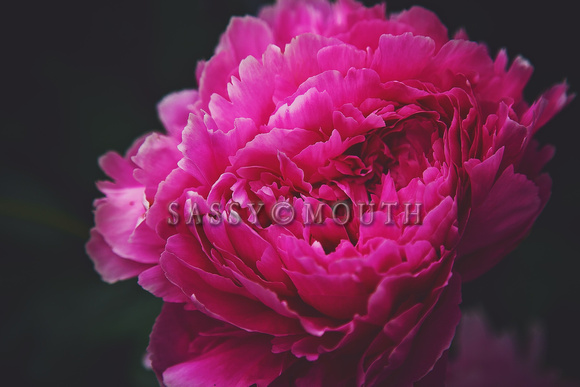 Peonies Photo Print by Marisa Balletti-Lavoie