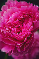 Peonies Photo Print by Marisa Balletti-Lavoie