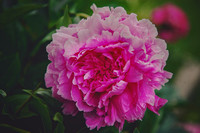 Peonies Photo Print by Marisa Balletti-Lavoie
