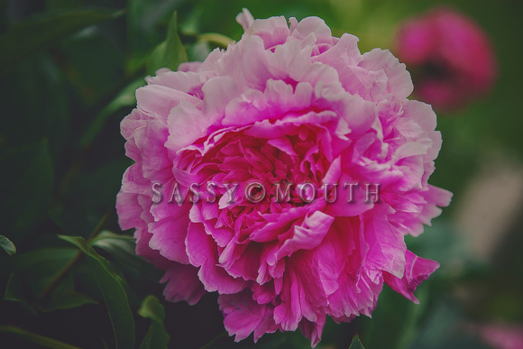 Peonies Photo Print by Marisa Balletti-Lavoie