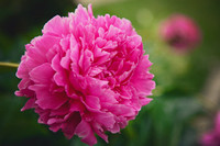 Peonies Photo Print by Marisa Balletti-Lavoie