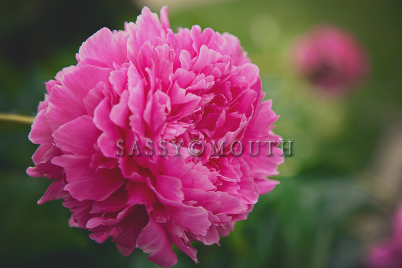 Peonies Photo Print by Marisa Balletti-Lavoie