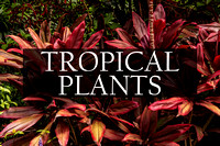 Tropical Plants & Flowers Photographic Art Prints by Marisa Balletti-Lavoie
