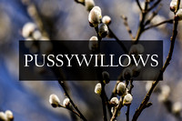 Pussy Willows Photographic Art Prints by Marisa Balletti-Lavoie