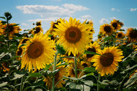 Sunflowers Photo Print by Marisa Balletti-Lavoie
