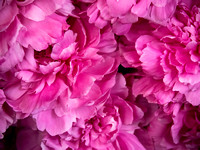 Peonies Photo Print by Marisa Balletti-Lavoie