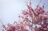 Cherry Blossoms Spring Flowers Photo Print by Marisa Balletti-Lavoie