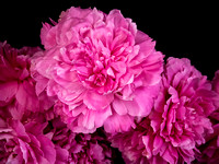 Peonies Photo Print by Marisa Balletti-Lavoie
