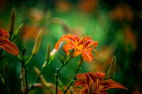 Tigerlilies Day Lillies Photo Print by Marisa Balletti-Lavoie