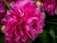Peonies Photo Print by Marisa Balletti-Lavoie