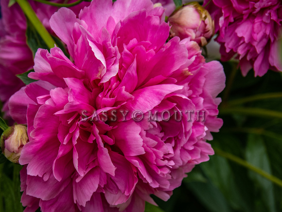 Peonies Photo Print by Marisa Balletti-Lavoie