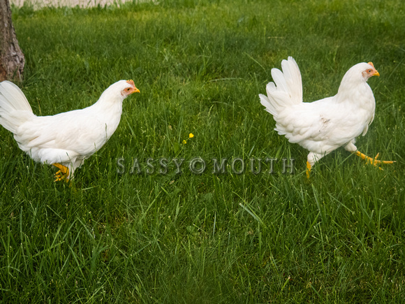 Chickens Photo Print by Marisa Balletti-Lavoie
