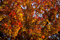 Autumn Leaves Photo Print by Marisa Balletti-Lavoie