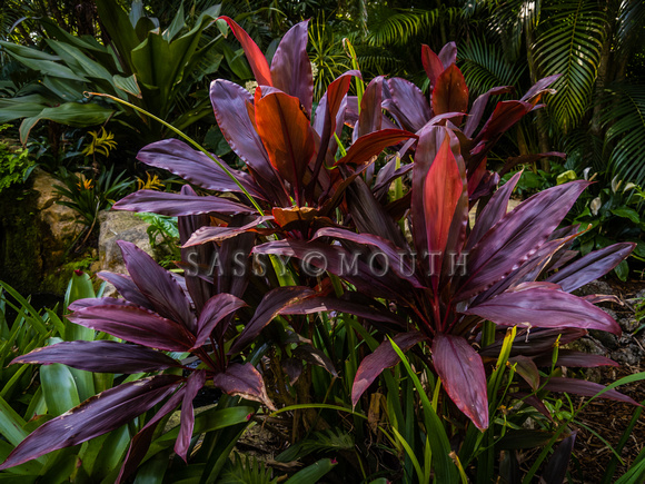 Tropical Plants Flowers Photo Print by Marisa Balletti-Lavoie