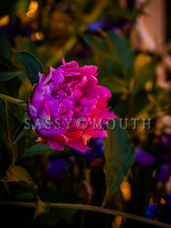 Peonies Photo Print by Marisa Balletti-Lavoie