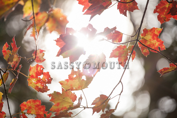 Autumn Leaves Photo Print by Marisa Balletti-Lavoie