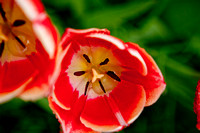 Tulips Flowers Photo Print by Marisa Balletti-Lavoie