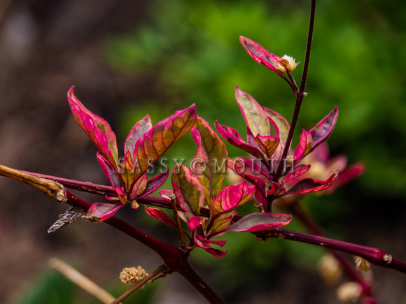 Tropical Plants Flowers Photo Print by Marisa Balletti-Lavoie