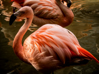 Flamingos Photo Print by Marisa Balletti-Lavoie