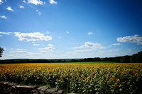 Sunflowers Photo Print by Marisa Balletti-Lavoie