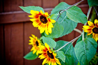 Sunflowers Photo Print by Marisa Balletti-Lavoie