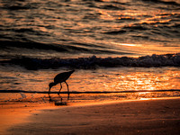 Sandpiper Bird at Sunset - Photographic Print by Marisa Balletti-Lavoie