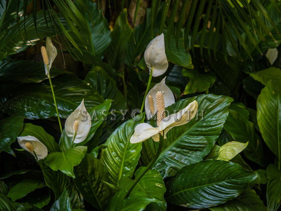 Tropical Plants Flowers Photo Print by Marisa Balletti-Lavoie