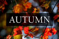 Autumn Photographic Art Prints by Marisa Balletti-Lavoie