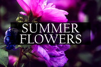 Summer Flowers Photographic Art Prints by Marisa Balletti-Lavoie