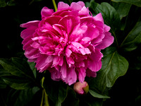 Peonies Photo Print by Marisa Balletti-Lavoie
