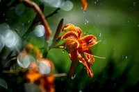 Tigerlilies Day Lillies Photo Print by Marisa Balletti-Lavoie