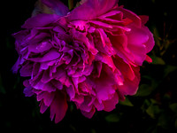 Peonies Photo Print by Marisa Balletti-Lavoie