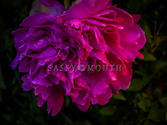 Peonies Photo Print by Marisa Balletti-Lavoie