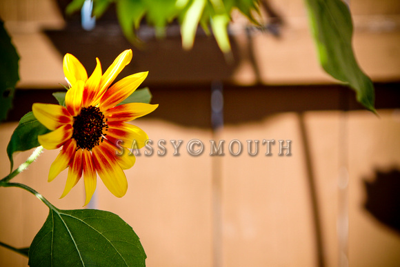 Sunflowers Photo Print by Marisa Balletti-Lavoie
