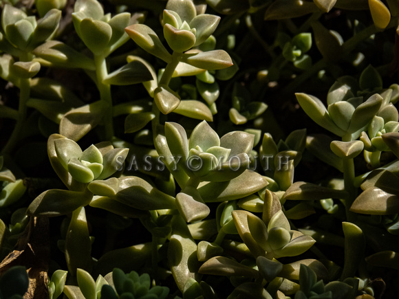 Tropical Plants Flowers Photo Print by Marisa Balletti-Lavoie