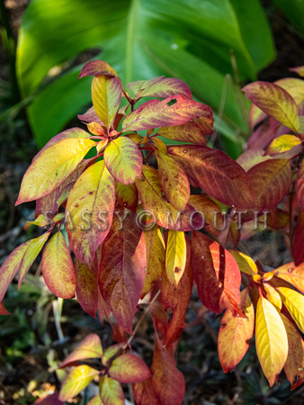 Tropical Plants Flowers Photo Print by Marisa Balletti-Lavoie