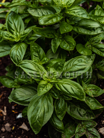 Basil Photo Print by Marisa Balletti-Lavoie