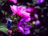 Summer Flowers Photo Print by Marisa Balletti-Lavoie